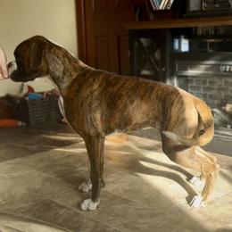 Boxer All Grown Up from Rorschach Boxers