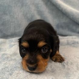 Broccoli - Black and tan male Dachshund puppy in Memphis, Tennessee from River City Doxies