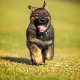 German Shepherd Puppies from Sommerfeld German Shepherds