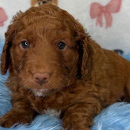 Parker (Red) - Red  male Goldendoodle puppy in Miami, Florida from Katy's Toy Poodles