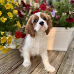 AKC Grand Champion-Sired Caramello - Blenheim male Cavalier King Charles Spaniel puppy in Louisville, Kentucky from Ali-Mae Cavalier King Charles Spaniels