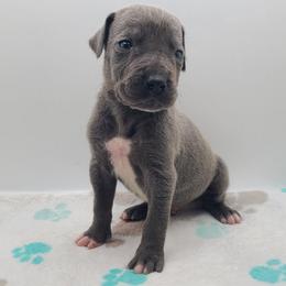 Koda - Blue male Great Dane puppy in Kannapolis, North Carolina from Carolina Great Danes & Toy Poodles