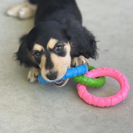 Dachshund Puppies from Delta Dachshunds