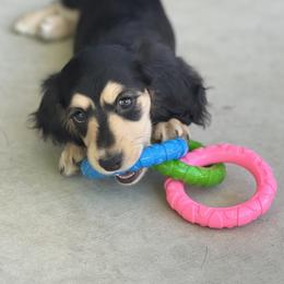 Dachshund Puppies from Delta Dachshunds