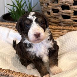Willow - female Australian Mountain Doodle puppy in Tryon, North Carolina from Melrose Mountain Farm