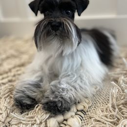 Lily - Miniature Schnauzer