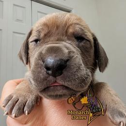 Strut - Fawn male Great Dane puppy in Bay City, Michigan from Monarch Danes