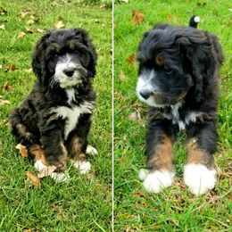 Bernedoodle Puppies from Flat Creek Bernedoodles