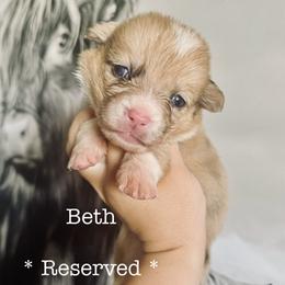 American Corgi Puppies from 5H Corgis