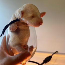 Taco - Cream male Poodle puppy in Port Saint Lucie, Florida from Abbott Standard Poodles