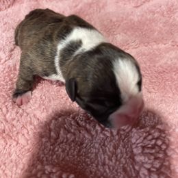 Blessing - Black brindle and white female Boston Terrier puppy in Johnstown, Colorado from R&M Bostons