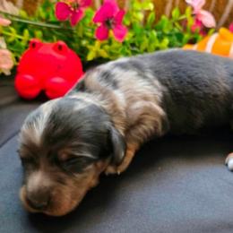 Pumpkin - Dapple female Dachshund puppy in Buckeye, Arizona from Duran Dachshunds