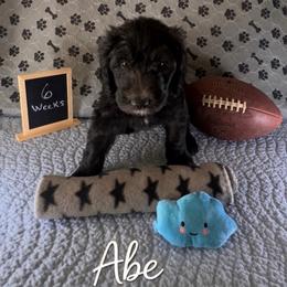 Abe - Black male Sheepadoodle puppy in Glen Rose, Texas from Clevenger’s Sheepadoodle Fur Baby Farm