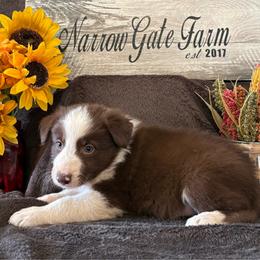 Buster - White and red male Border Collie puppy in Moody, Texas from Narrow Gate Farm