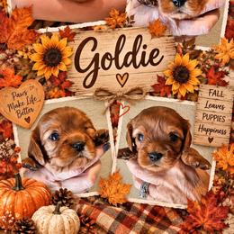 Goldie - Ruby female Cavalier King Charles Spaniel puppy in London, Arkansas from Frosty’s Cavaliers