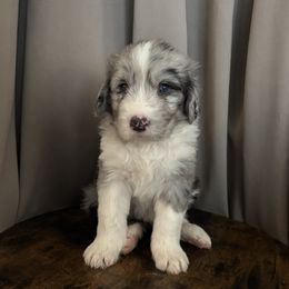 Finnick - Merle male Assorted Doodle Crosses puppy in Mesa, Arizona from Arizona Doodle Trails