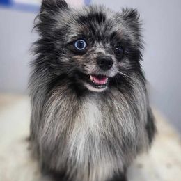 Dart - Pomeranian
