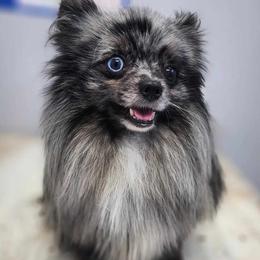Dart - Pomeranian