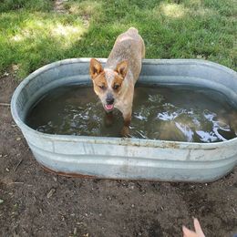 Australian Cattle Dog All Grown Up from Glory Ranch Australian Cattle Dogs