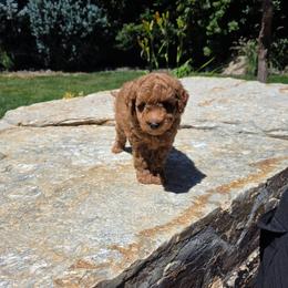 Cocoa - Red  male Goldendoodle puppy in Layton, Utah from Lauralyn's Goldendoodles