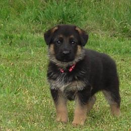 German Shepherd Puppies from Sundance Shepherds