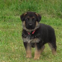 German Shepherd Puppies from Sundance Shepherds
