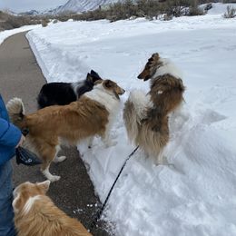 Collie Puppies from Lakeside Collies