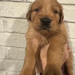 Blue boy - Dark golden male Golden Retriever puppy in Buchanan, Georgia from Morgan’s Heart of Gold Retrievers