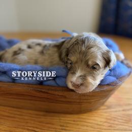 Biscuit - Brown merle male Aussiedoodle puppy in Cassville, Wisconsin from Storyside Kennels