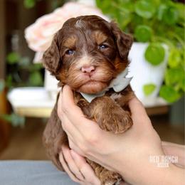 Ganache - Brown and white male Bernedoodle puppy in Salado, Texas from Red Ranch Dogs