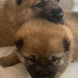 Shiba Inu from Svetlana's Shiba Inus