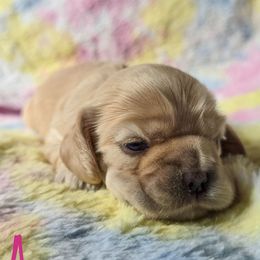 Enya - Buff female Cocker Spaniel puppy in Gate City, Virginia from Top Notch Cocker Spaniels