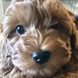 Assorted Doodle Crosses puppies from Frosty Acres Cockapoos and Doodles