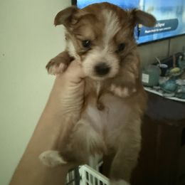 Baby Rusty - Black and tan male Yorkshire Terrier puppy in Deltona, Florida from Oliviero Yorkies
