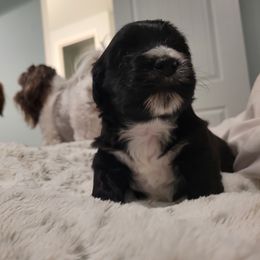 Havanese Puppies from Juniper Grove Havanese