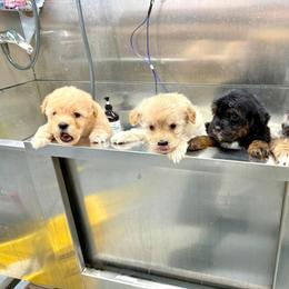 Aussiedoodle and Miniature Schnauzer Puppies from Southern Paws Kennels