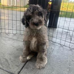 Finn - Blue merle male Sheepadoodle puppy in Lancaster, Pennsylvania from Bitler Family Puppies