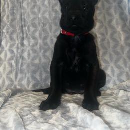Tupelo - Black brindle male Dutch Shepherd puppy in Saint Amant, Louisiana from Mercy Kennels