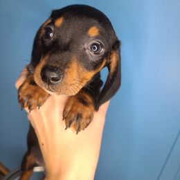 Dachshund Puppies from Far Far Away Dachshunds