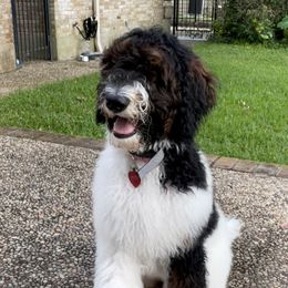 May - Bernedoodle