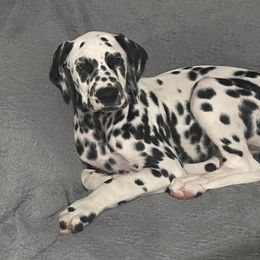Dalmatians from Zoroastrian Dalmatians