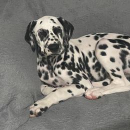 Dalmatians from Zoroastrian Dalmatians