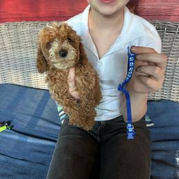Blue collar - Red  male Goldendoodle puppy in Lake Butler, Florida from Providence Ranches