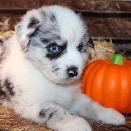 Australian Shepherd and Miniature Schnauzer Puppies from RM Aussies and Miniature Schnauzers