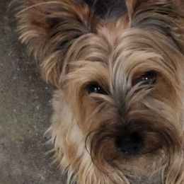 Oliver - Yorkshire Terrier