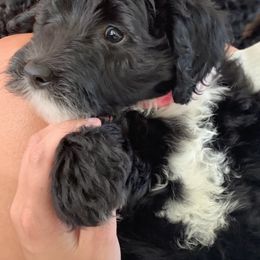 Sheepadoodle Puppies from Riley Grace Puppies