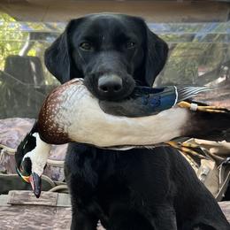 Labrador Retrievers from Abe Turner