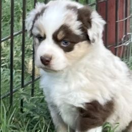 Girl 2 - Red merle Australian Shepherd puppy in Blum, Texas from 4P Poteet Farms