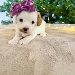 Sugarplum - Blenheim female Cavapoo puppy in Spanish Fork, Utah from Sugar Doodles Pups