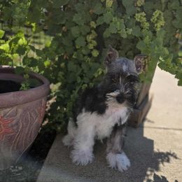 Tag - Parti male Miniature Schnauzer puppy in Lebanon, Missouri from Sassy's Classy Canines